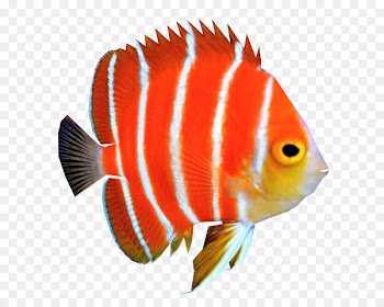 Peppermint angelfish Coral reef fish - fish 