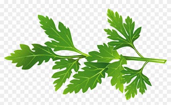 Peppermint Basil Herb Clip Art - Peppermint Basil Herb Clip Art
