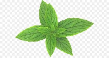 Peppermint Clip art - Pepermint PNG 