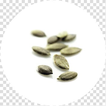 Peppermint Hybrid Pumpkin seed Commodity, Cucurbita Pepo transparent background PNG clipart