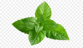 Peppermint Mentha spicata Extract Herb Menthol - spices herbs 