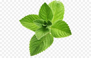 Peppermint Mentha spicata Flavor Taste - Pepermint PNG 