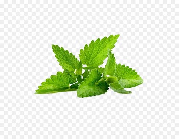 Peppermint Mentha spicata Herb Mentha arvensis Leaf - Creative mint leaves 