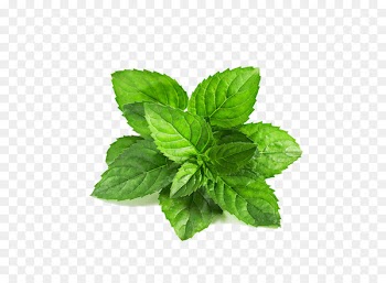 Peppermint Mentha spicata Leaf Mentha arvensis Green - Mint leaf 
