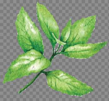 Peppermint PNG Photo