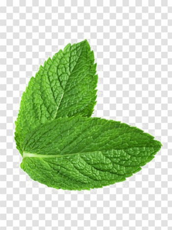 Peppermint PNG Transparent Image