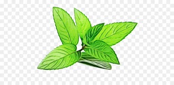 Peppermint, Spearmint, Peppermint Extract, Leaf, Plant PNG