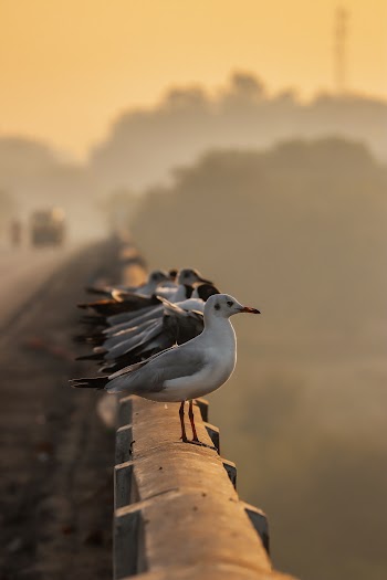 Perched Birds 