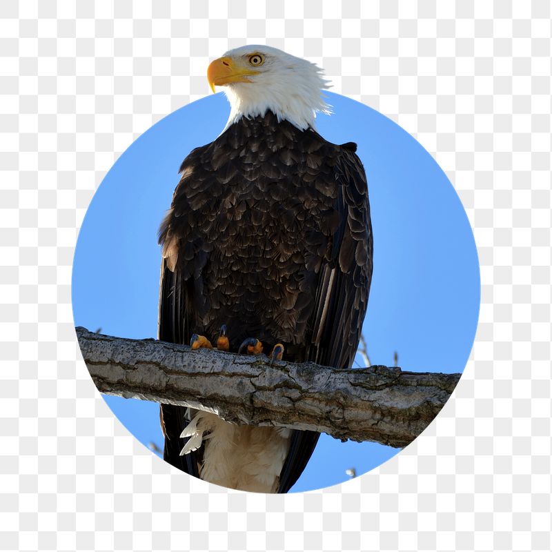 Perched eagle png sticker, wild | Free PNG - rawpixel