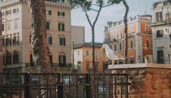 Perched Seagull