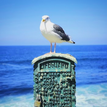 Perched Seagull