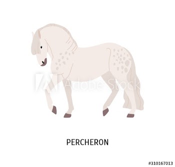 Percheron breed horse flat vector illustration