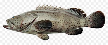 Percoidei Tilapia Banded grouper Fish - Deep sea grouper 
