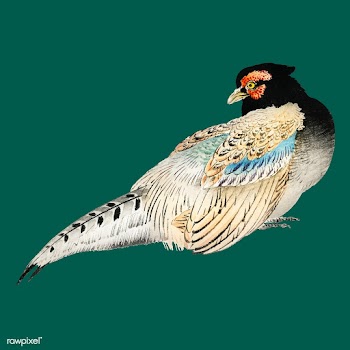 Peregrine falcon by Kōno Bairei (1844-1895)... | Free stock vector - 467117