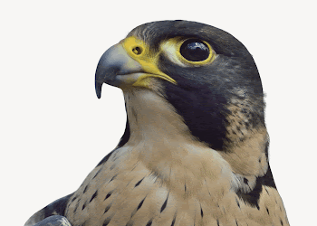 Peregrine falcon collage element, animal | Free PSD - rawpixel