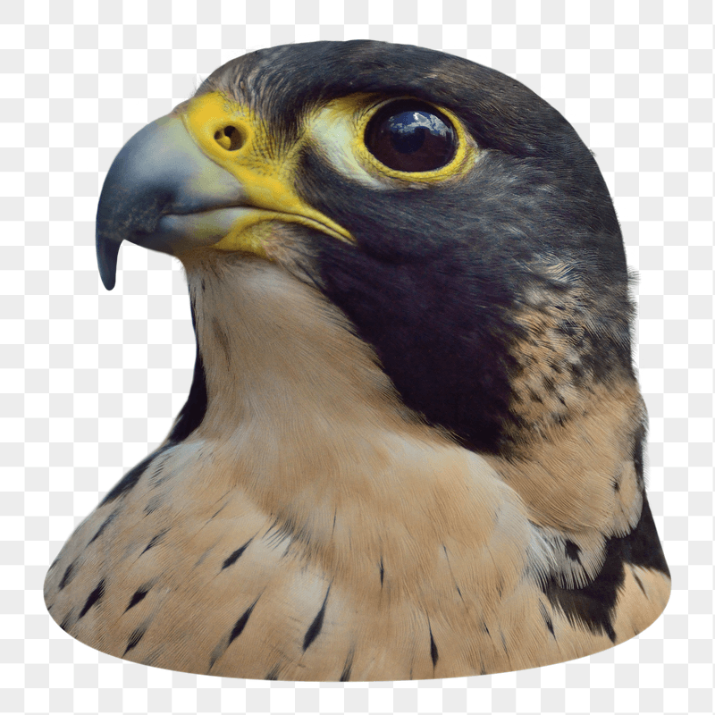 Peregrine falcon png sticker, transparent | Free PNG - rawpixel
