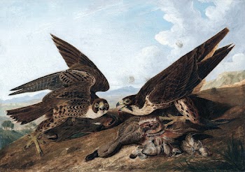 Peregrine Falcons (Duck Hawks) (ca. 1827)… | Free public domain illustration