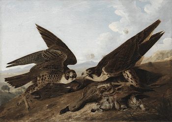 Peregrine Falcons (Duck Hawks) (ca. | Free Photo - rawpixel