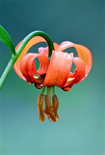 Perennial flowers | Free Photo - rawpixel