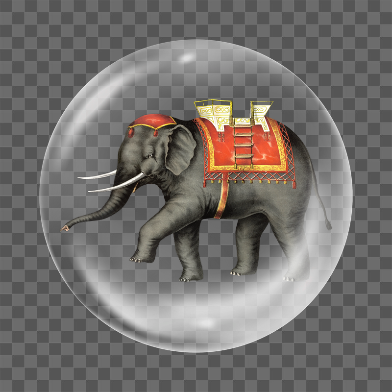 Performing elephant png sticker,  | Free PNG - rawpixel