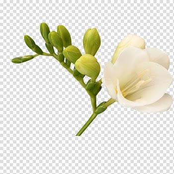 Perfume Estxe9e Lauder Companies Estu0113e Lauder, Free white magnolia pull material transparent background PNG clipart