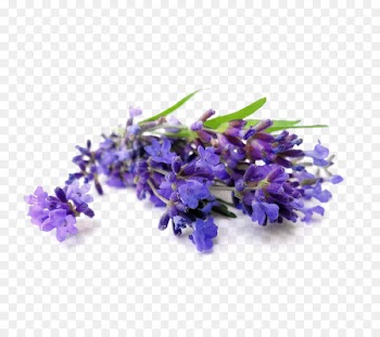 Perfume Herb Toner Dr. Tom's Tonics Shampoo -  