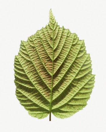 Perilla leaf collage element psd | Free PSD - rawpixel