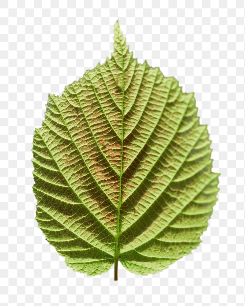 Perilla leaf png sticker, transparent | Free PNG - rawpixel