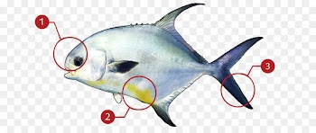 Permit Bony fishes Fishing Dorsal fin - fishing 