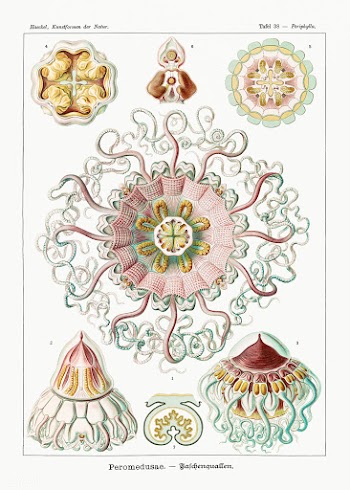 Peromedusae&ndash;Talchenquallen from Kunstformen der Natur (1904) by .. | Free public domain illustration - 2266540