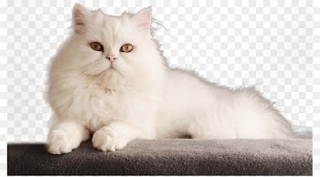 Persian cat Bengal cat Kitten Dog - White Persian cat 