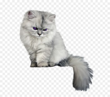 Persian cat Birman Kitten Felidae Black cat - Floral illustration creative floral design 