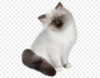 Persian cat Siamese cat Ragdoll Birman Himalayan cat - White cat 