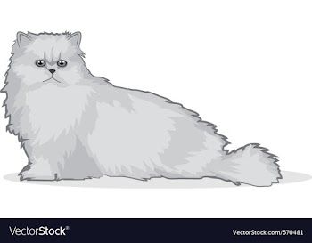 Persian cat vector image
