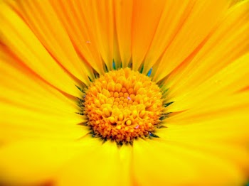 Persian flowers and plants