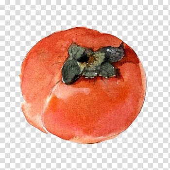 Persimmon Berry Watercolor painting Fruit, Winter persimmon fruit transparent background PNG clipart