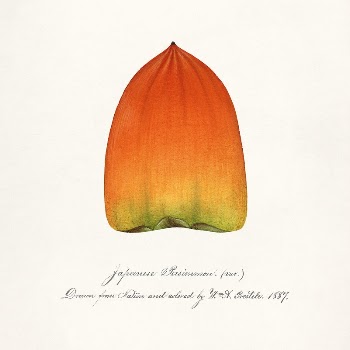Persimmon (Diospyros) (1887) byWilliam Henry | Free Photo Illustration - rawpixel
