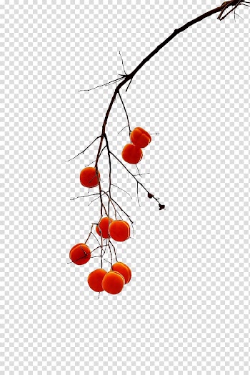 Persimmon Fruit, A golden persimmons transparent background PNG clipart
