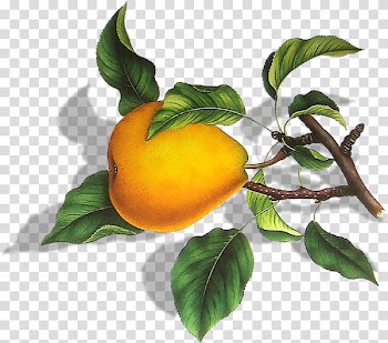 Persimmon Pear Fruit , Yellow pears transparent background PNG clipart