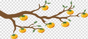 , Persimmon tree transparent background PNG clipart