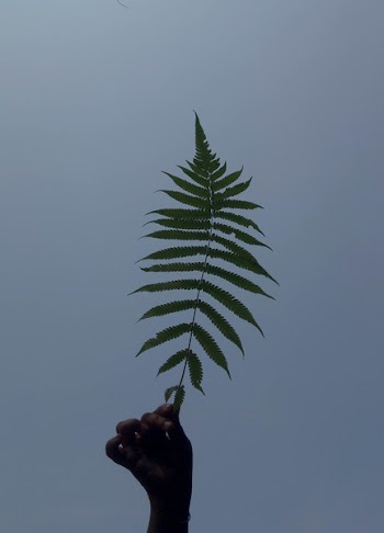 Person's Hand Holding Green Leaf Fern