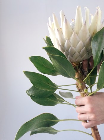 Person's Hand Holding White Petal Flower