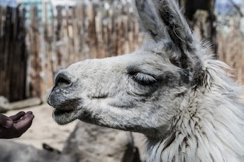 Person's Hand Near Alpaca's Mouth