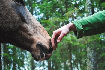 Person's Hand Touch Horse Nose