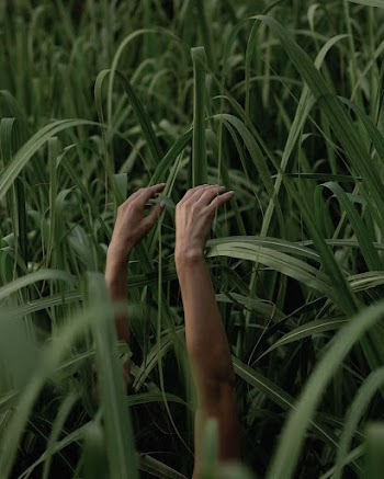 Person's Hands In The Middle Of Plant Field