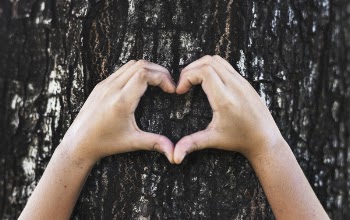 Person's Hands on Tree Trunk forming a Heart Shape.
