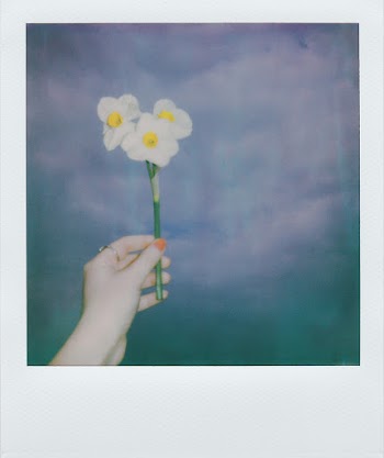 Person's Left Hand Holding Three White-petaled Flowers