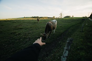 Person's Left Hand Reaching Out to White and Gray Cattle on Grass Field