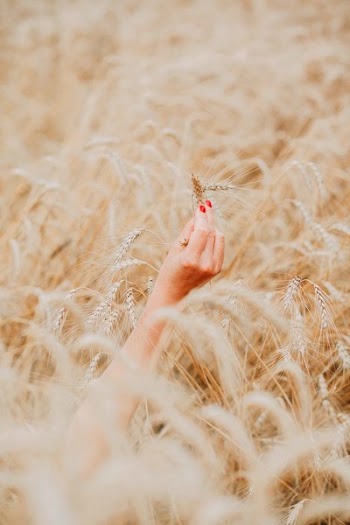 Person's Right Hand Holding Brown Wheat Plant