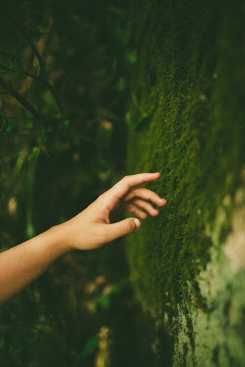 Person About to Touch Moss
